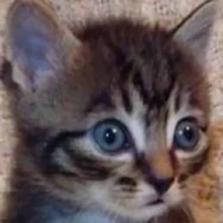 😨 emoji Мемные коты с авито Telegram sticker 16 of 22