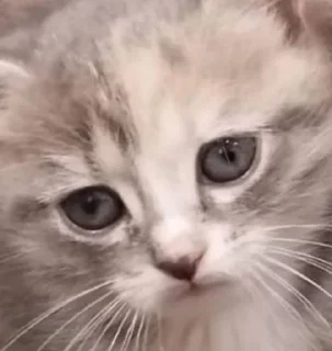 🤨 emoji Мемные коты с авито Telegram sticker 9 of 22