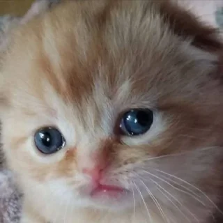 🙁 emoji Мемные коты с авито Telegram sticker 11 of 22