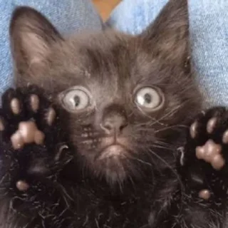 😨 emoji Мемные коты с авито Telegram sticker 18 of 22