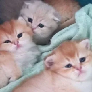 🥺 emoji Мемные коты с авито Telegram sticker 13 of 22