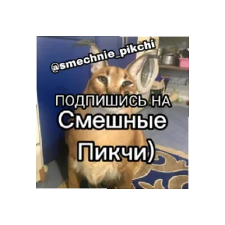 Sticker from Смешные Пикчи 2 @smechnie_pikchi