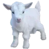 🤍 emoji @qolemip Telegram sticker 21 of 177