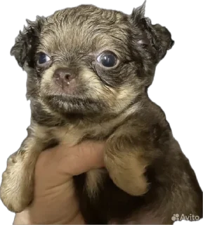 Sticker from Дураки с авито