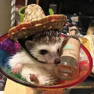 🥃 emoji Їжачок творець @yogik_yo Telegram sticker 11 of 39