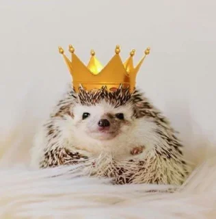 👑 emoji Їжачок творець @yogik_yo Telegram sticker 14 of 39