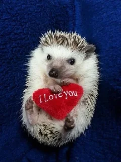 🥰 emoji Їжачок творець @yogik_yo Telegram sticker 3 of 39