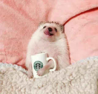 ☕️ emoji Їжачок творець @yogik_yo Telegram sticker 8 of 39