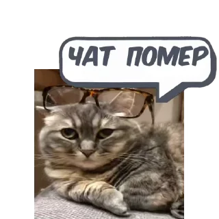 💬 emoji 🎥Tikhan @memocyteBot Telegram sticker 4 of 12
