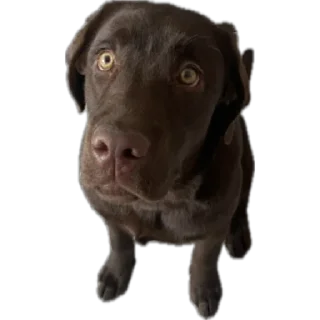 😟 emoji Наша семья ❤️ Telegram sticker 16 of 16