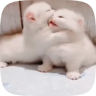 🐱 emoji Лучшие стикеры 👉 @stikery_tg1 Telegram sticker 21 of 50