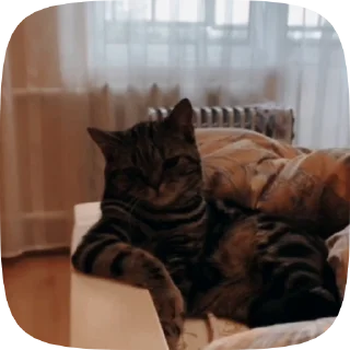 🐱 emoji Лучшие стикеры 👉 @stikery_tg1 Telegram sticker 14 of 50