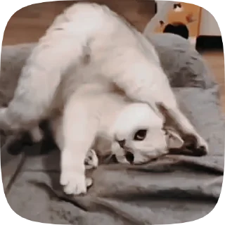 🐱 emoji Лучшие стикеры 👉 @stikery_tg1 Telegram sticker 19 of 50