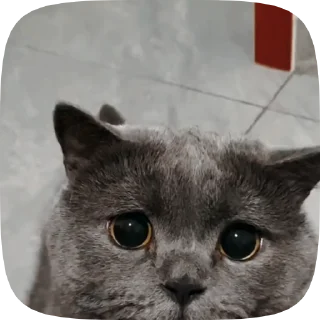 🐱 emoji Лучшие стикеры 👉 @stikery_tg1 Telegram sticker 11 of 50