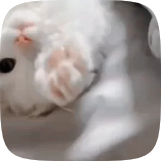 🐱 emoji Лучшие стикеры 👉 @stikery_tg1 Telegram sticker 22 of 50