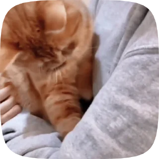 🐱 emoji Лучшие стикеры 👉 @stikery_tg1 Telegram sticker 17 of 50