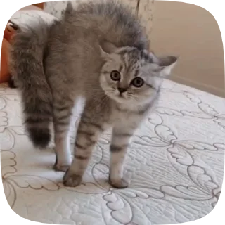 🐱 emoji Лучшие стикеры 👉 @stikery_tg1 Telegram sticker 12 of 50