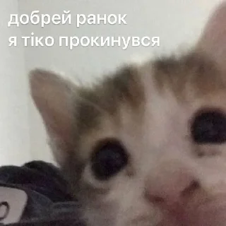 Sticker from підвал мемів