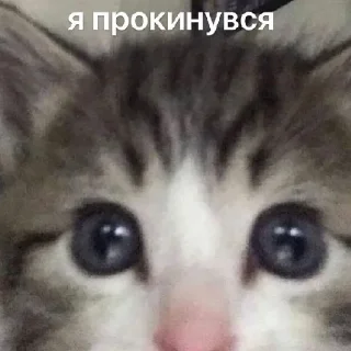 Sticker from підвал мемів