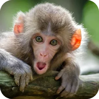 🫥 emoji Хуня Telegram sticker 23 of 24