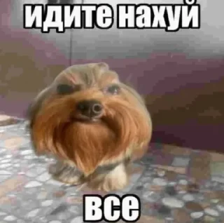 🖕 emoji Больше стикеров 👉🏻 @stickertg4 Telegram sticker 10 of 16