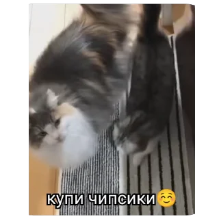 Sticker from РасКумарик @prstickers