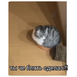 Sticker from РасКумарик @prstickers