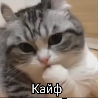 Sticker from РасКумарик @prstickers