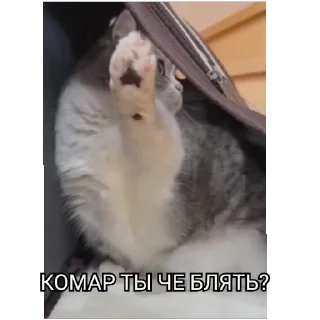 Sticker from РасКумарик @prstickers