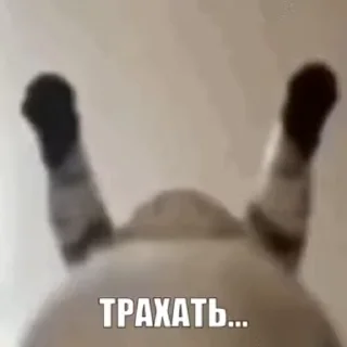 😏 emoji Котиковый пак @funny_stickerss Telegram sticker 22 of 50