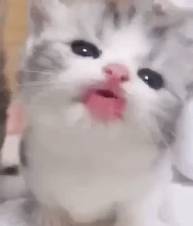 😛 emoji Котиковый пак @funny_stickerss Telegram sticker 7 of 50