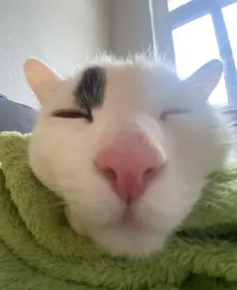 😴 emoji Cutecatssssssssssss Telegram sticker 4 of 55