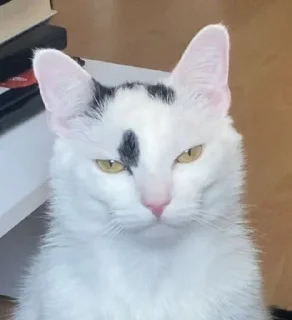 😠 emoji Cutecatssssssssssss Telegram sticker 15 of 55