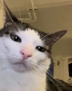 😒 emoji Cutecatssssssssssss Telegram sticker 18 of 55