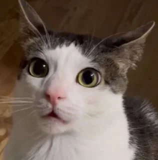 😨 emoji Cutecatssssssssssss Telegram sticker 24 of 55