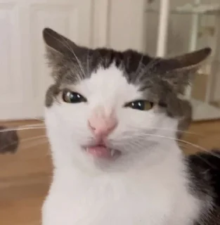 😠 emoji Cutecatssssssssssss Telegram sticker 11 of 55