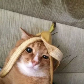 🍌 emoji Cutecatssssssssssss Telegram sticker 1 of 55
