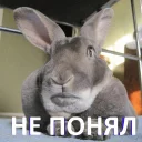 Sticker from Зяблики @podzyabls