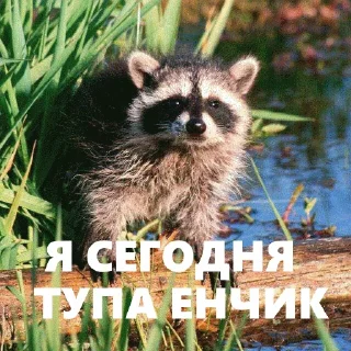 Sticker from Зяблики @podzyabls