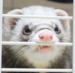 😡 emoji в монастырь Telegram sticker 23 of 120
