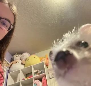 🦔 emoji в монастырь Telegram sticker 9 of 120