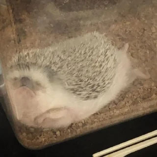 🦔 emoji в монастырь Telegram sticker 13 of 120