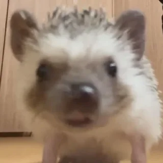 🦔 emoji в монастырь Telegram sticker 12 of 120