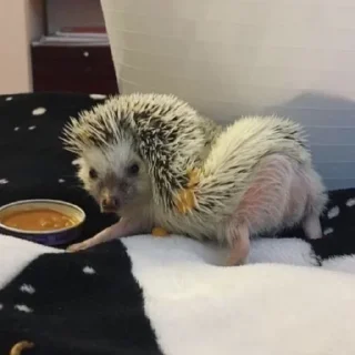 🦔 emoji в монастырь Telegram sticker 24 of 120