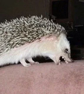🦔 emoji в монастырь Telegram sticker 17 of 120