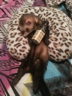 🥃 emoji в монастырь Telegram sticker 21 of 120