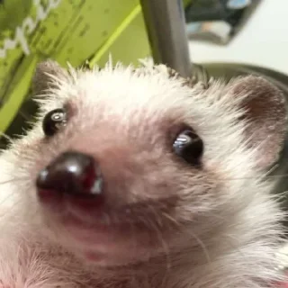 🦔 emoji в монастырь Telegram sticker 11 of 120