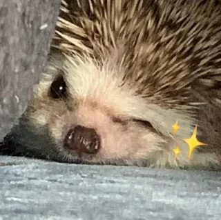 🦔 emoji в монастырь Telegram sticker 18 of 120