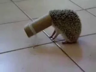 🦔 emoji в монастырь Telegram sticker 15 of 120