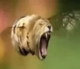 🦁 emoji мэмчики от микхаэля Telegram sticker 1 of 120